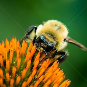Bumblebee on Purple Coneflower by Abeselom Zerit - Animals Insects & Spiders