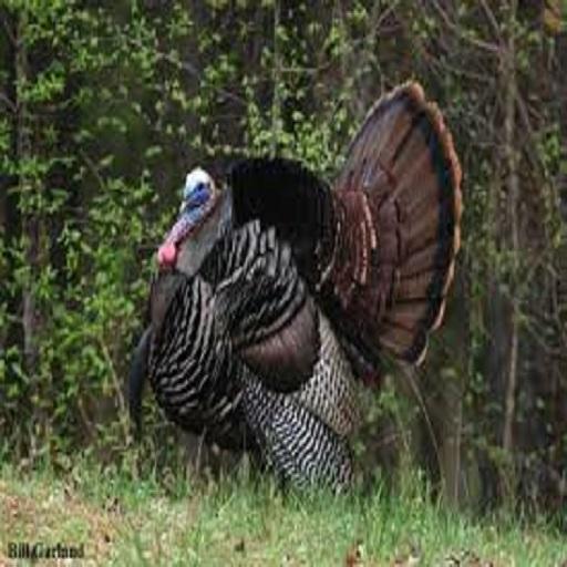 Turkey call