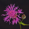 Greater Knapweed