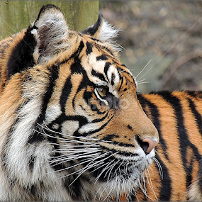 Daseep by Kathryn Willett - Animals Lions, Tigers & Big Cats