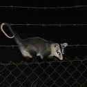White-Eared Opossum