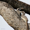 Indian Grey Hornbill