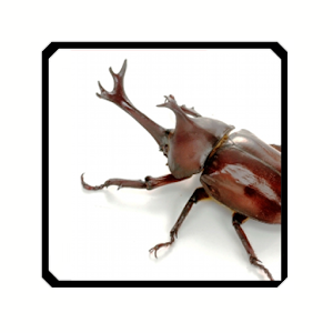 Touch Insect.apk 2.0