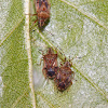 Birch Catkin Bug
