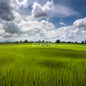 Rice Field, the Nature's Carpet by Sedthakun Soi - Landscapes Travel