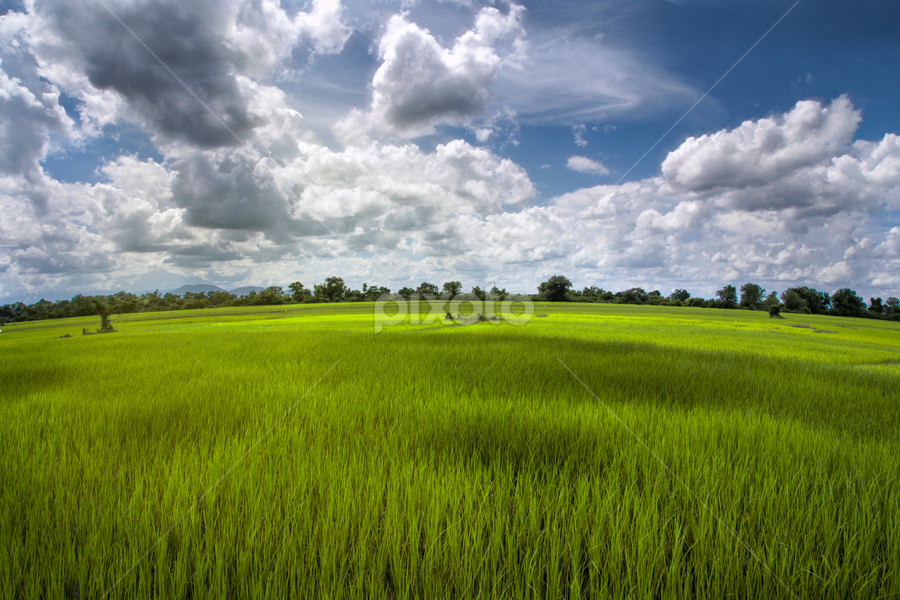 Rice Field, the Nature's Carpet by Sedthakun Soi - Landscapes Travel