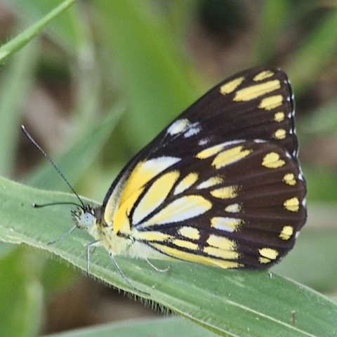 African Common White