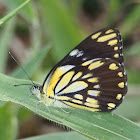 African Common White