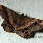 Chiasmia moth
