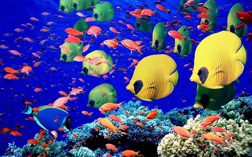 Fish Wallpaper Screenshots 10