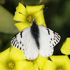 Mariposa Blanca
