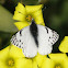 Mariposa Blanca