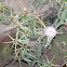 Iberian starthistle