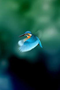 Download Kingfisher LiveWallpaper Trial APK