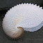 Paper Nautilus