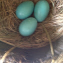 Robin's eggs