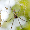 Golden Orb-web Spider