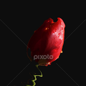 beautiful graceful by Neli Dan - Digital Art Abstract