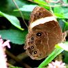 Straight-banded Treebrown