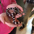 California Kingsnake