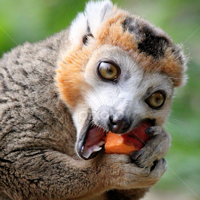 Lemur by Ralph Harvey - Animals Other Mammals