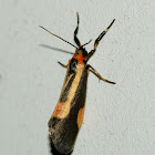 Packard's Lichen Moth