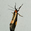 Packard's Lichen Moth