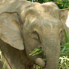 Bornean Pygmy Elephants