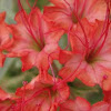 Scarlet Musk-Flower