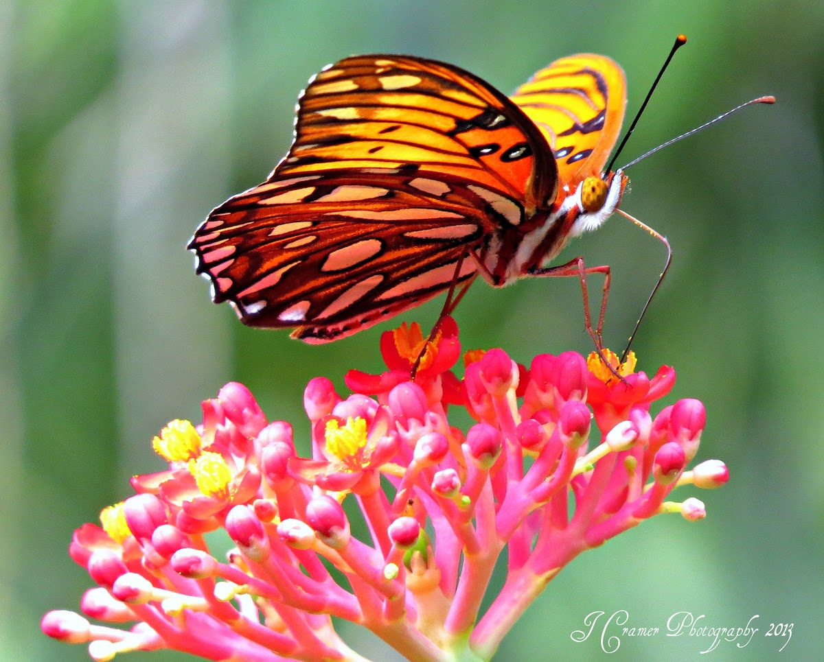 Gulf Fritillary (Passion Butterfly)