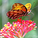 Gulf Fritillary (Passion Butterfly)