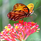 Gulf Fritillary (Passion Butterfly)