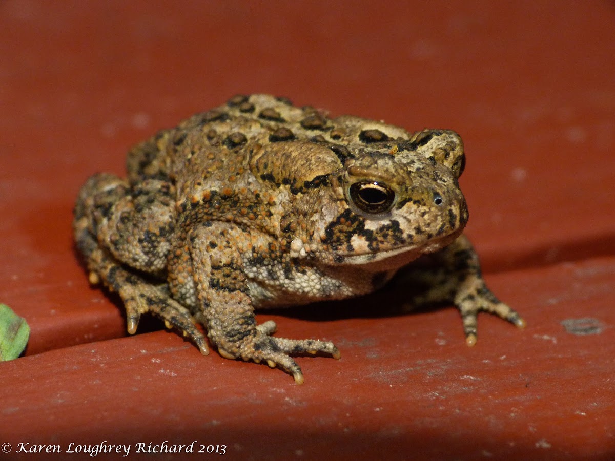 American toad (juvenile)