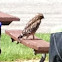 Red-shouldered Hawk (juvenile)