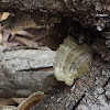 Rainbow Bracket Fungus