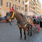 Unknown Gelding Horse