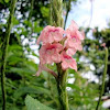 pink snakeweed/porterweed
