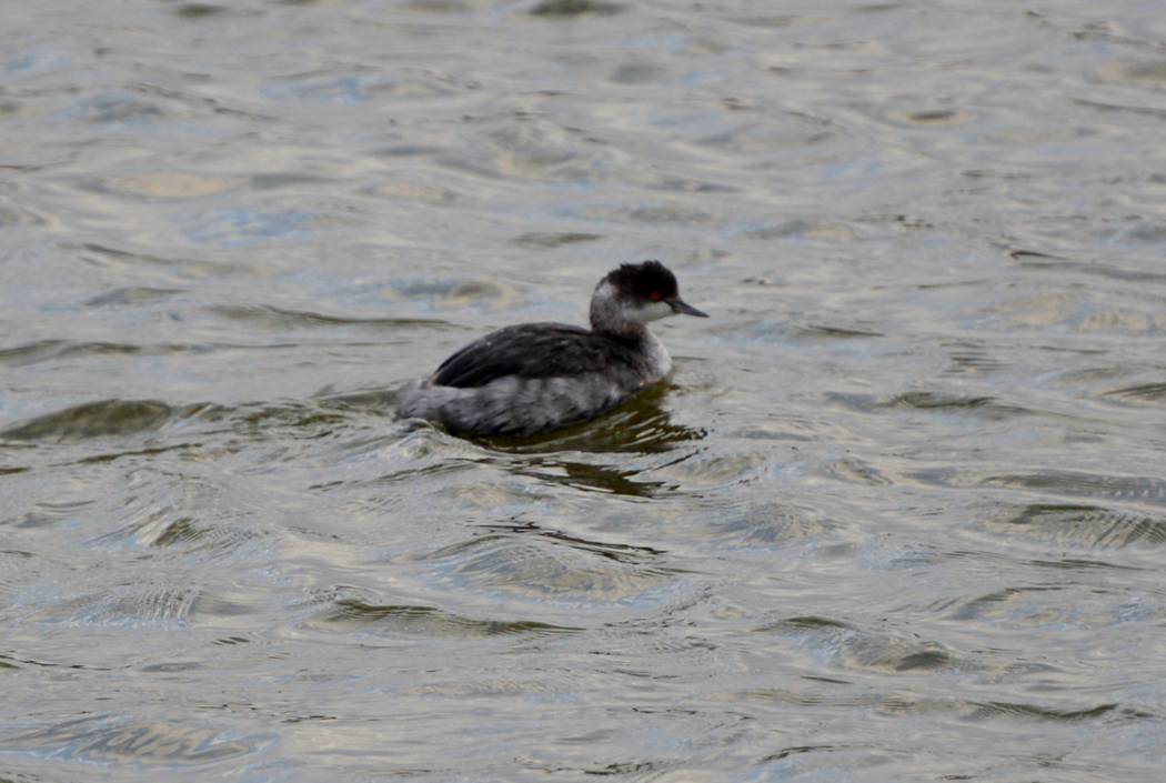 Eared Grebe