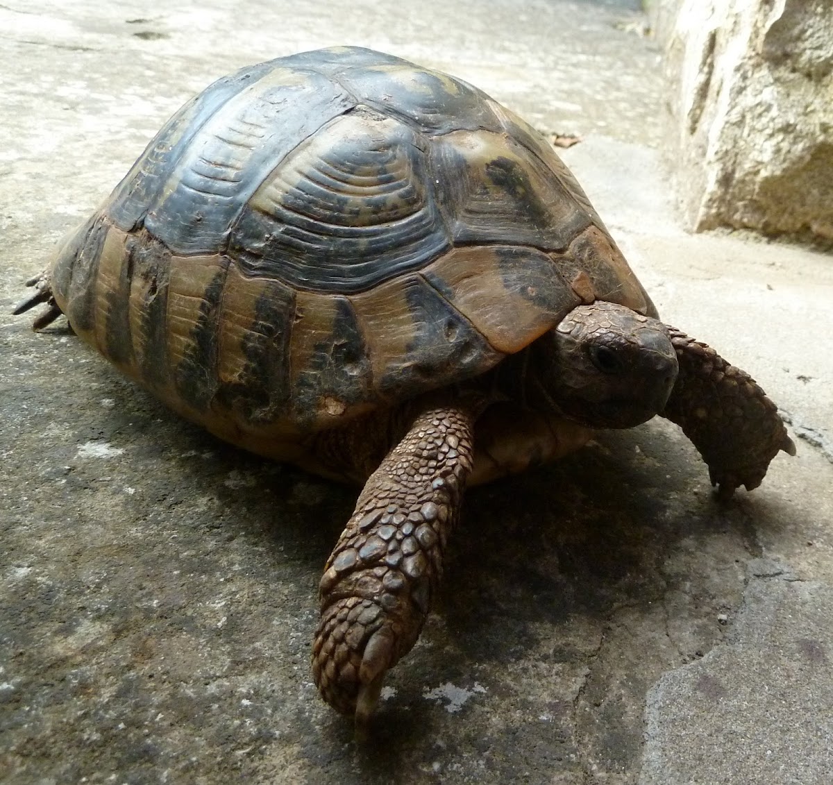 Hermann's Tortoise / Obična čančara ♀
