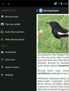 Burung Kacer