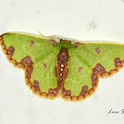 Emerald Moth