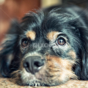 Baxter by Stefan Schwandt Photography - Animals - Dogs Portraits