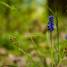 Blue forest flower by Madalin Stoean - Flowers Single Flower