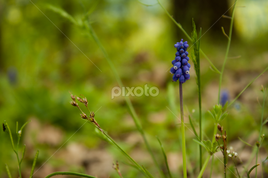 Blue forest flower by Madalin Stoean - Flowers Single Flower