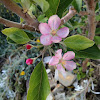 Anna apple flower blossom and buds