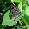 Common Five-ring Butterfly