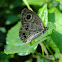 Common Five-ring Butterfly