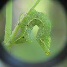 Copper Underwing Caterpillar