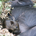 Feral Piglets