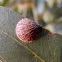 Scale insect (Lerp # 16)